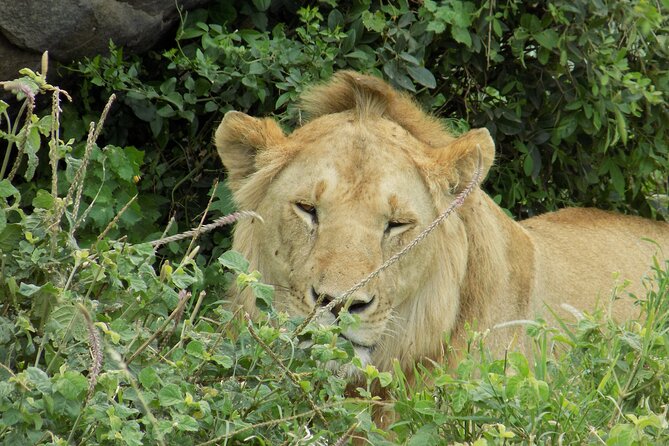 Private Day Trip at Lake Manyara National Park - Meeting and Pickup Logistics