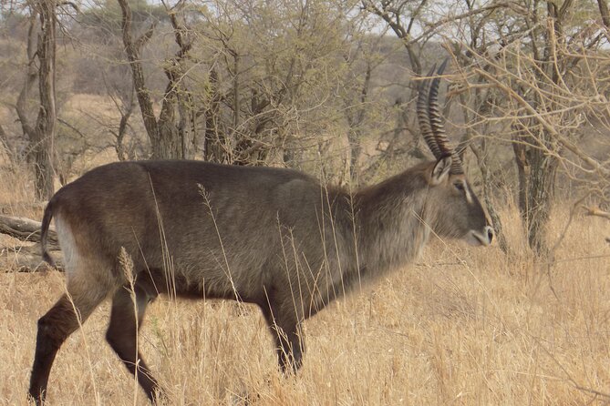 Private Day Trip at Lake Manyara National Park - What To Expect During the Trip