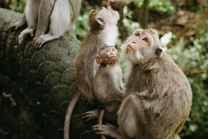 Private Day Trip Bali Rafting, Monkey Forest and Waterfall - Exploring the Itinerary in Detail  