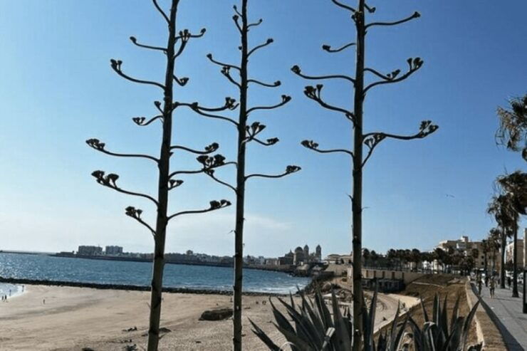 Private Day Trip Cadiz and Jerez From Sevilla - Itinerary
