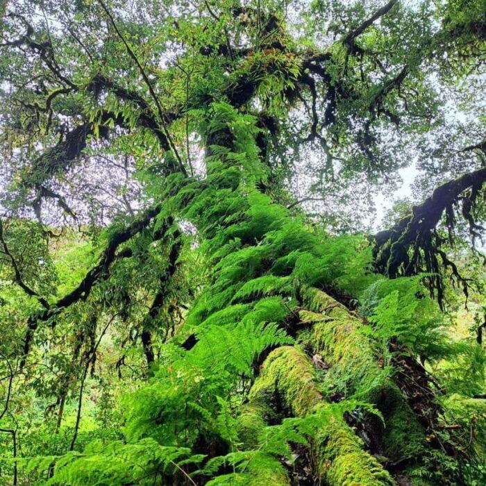 Private Day Trip Doi Inthanon, Trekking, Elephant Sanctuary - Inclusions and Exclusions