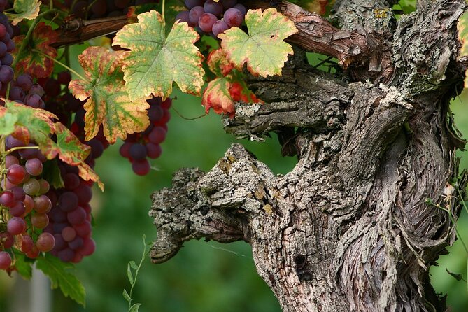 Private Day Trip From Basel to Alsace Wine Region, Local Driver - Pricing and Booking