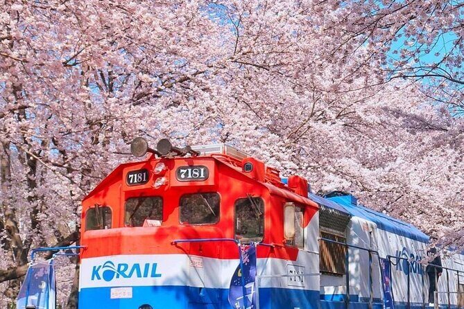 Private Day Trip From Busan to Nearby Cherry Blossom Hotspots - Good To Know