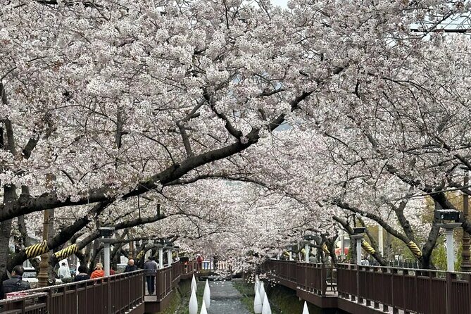 Private Day Trip From Busan to Nearby Cherry Blossom Hotspots - The Breakdown of the Tour: What You Can Expect