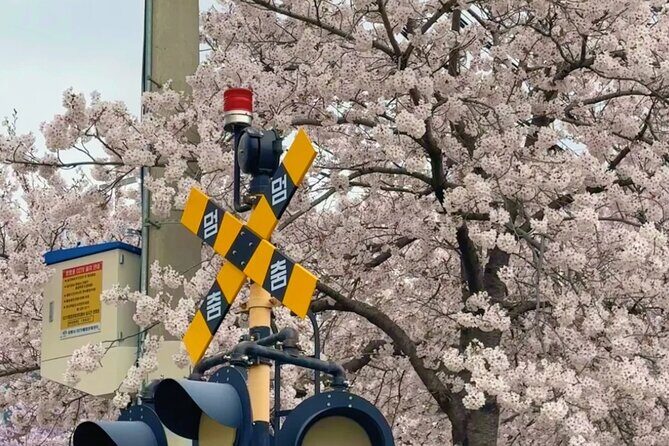 Private Day Trip From Busan to Nearby Cherry Blossom Hotspots - Authentic Insights from Reviews & Practical Tips