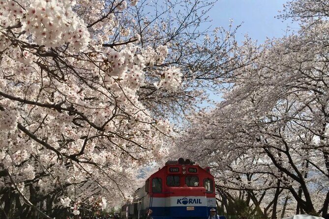 Private Day Trip From Busan to Nearby Cherry Blossom Hotspots - Is This Tour Worth It?
