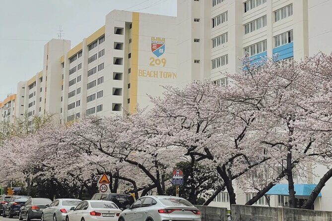 Private Day Trip From Busan to Nearby Cherry Blossom Hotspots - Who Should Consider this Tour?