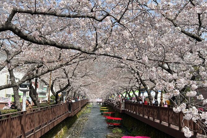 Private Day Trip From Busan to Nearby Cherry Blossom Hotspots - FAQs
