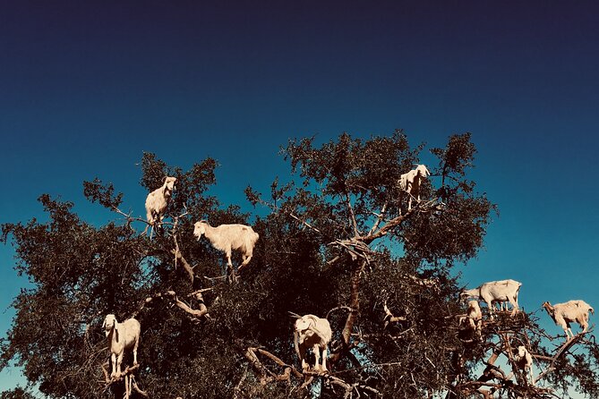 Private Day Trip From Marrakech To Essaouira - Understanding the Cancellation Policy