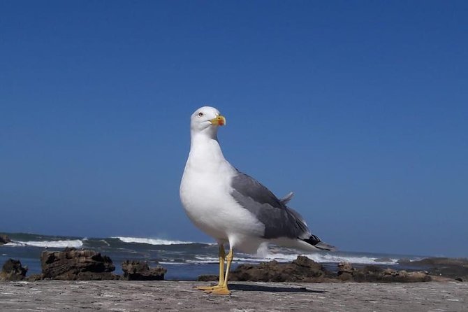 Private Day Trip From Marrakech to Essaouira - Inclusions and Services