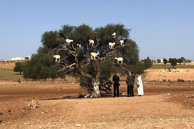 Private Day Trip From Marrakech to Essaouira - Pricing and Booking Information