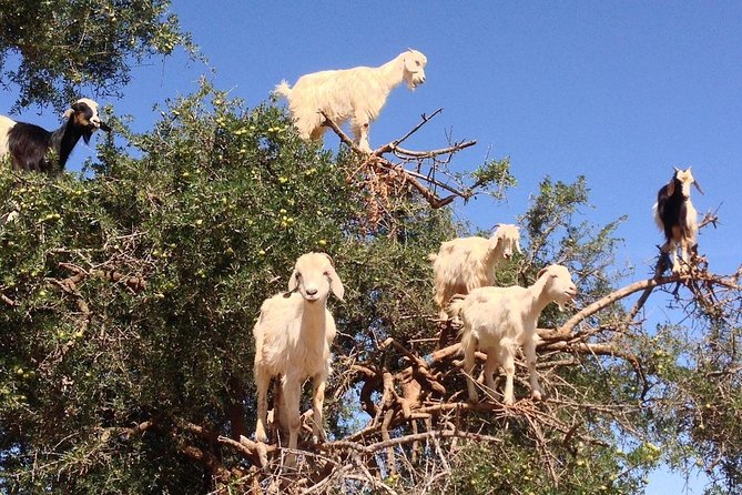 Private Day Trip From Marrakesh to Essaouira Beach and the Fortified Medina - Reviews
