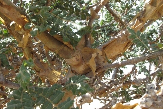 Private Day Trip From Salalah to Rub Al Khali - Meeting and Pickup