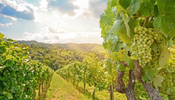 Private Day Trip From Vienna to Melk & Dürnstein in English - Personalized Experience