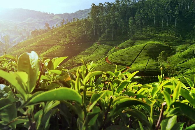 Private Day Trip: Horton Plains and Pedro Tea Factory From Nuwara Eliya - Booking Information