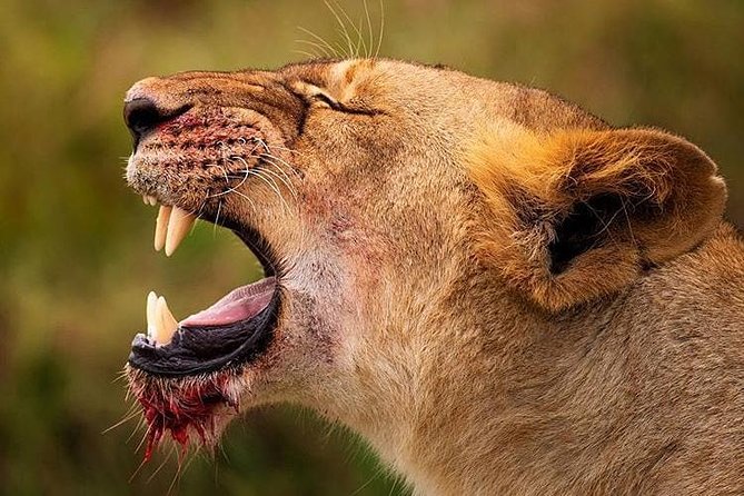 Private Day Trip Safari to Central Serengeti - Operator Information