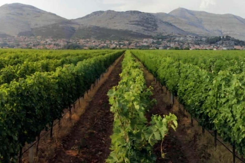 Private Day Trip to Bosnia: Wine, Culture & Local Lunch - Tvrdo Monastery & Wine Tasting