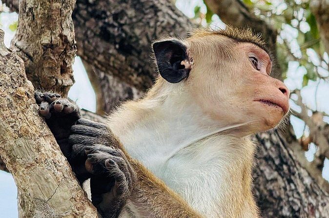 Private Day Trip to Ella Sri Lanka - FAQ: Your Top Questions Answered  