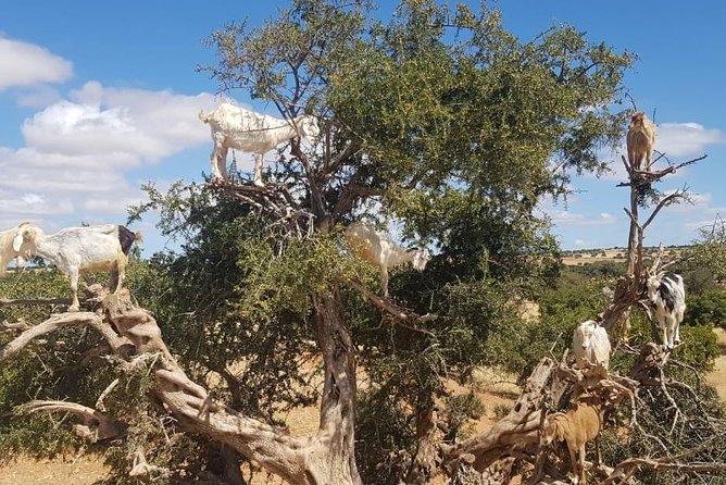 Private Day Trip To Essaouira - Itinerary Overview