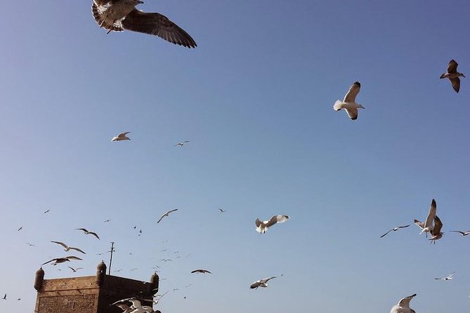 Private Day Trip to Essaouira From Marrakech - Pricing Details and Lowest Price Guarantee