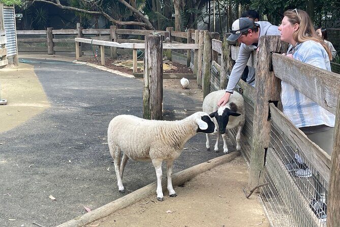 Private Day Trip to Featherdale, Scenic World and Three Sisters - The Sum Up