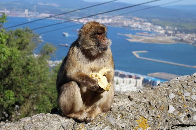 Private Day Trip to Gibraltar From Malaga or Marbella - How to Get to Gibraltar From Malaga or Marbella