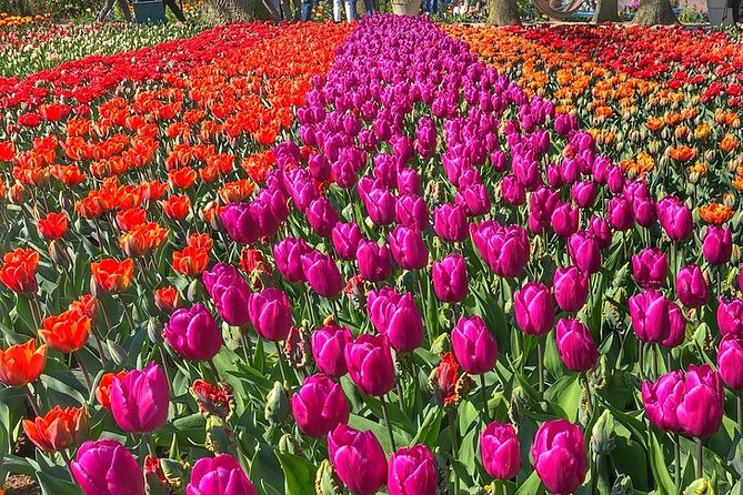 Private Day Trip to Keukenhof Gardens With Entrance Tickets - Transportation: Hassle-free Journey to Keukenhof