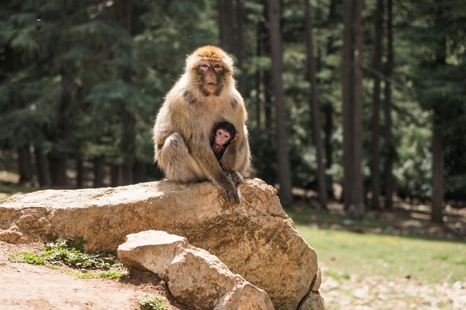 Private Day Trip to Middle Atlas From Fes - Visiting Charming Berber Villages