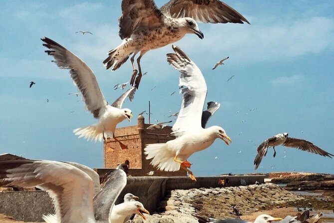 Private Day Trip to Mogador Essaouira - Lunch Arrangements