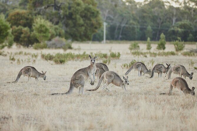 Private Day Trip to Nature's Wonderland Grampians Grandeur - The Sum Up