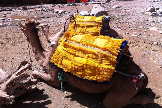 Private Day Trip to Ourika - What to Expect