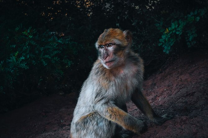 Private Day Trip To Ouzoud Waterfalls - Inclusions