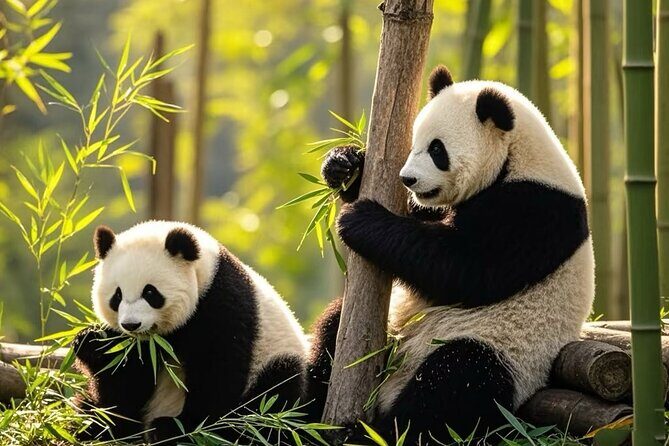 Private Day Trip to Panda Base - Good To Know