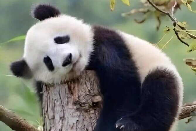 Private Day Trip to Panda Base - A Deep Dive into the Private Panda Base Trip