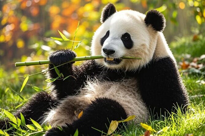 Private Day Trip to Panda Base - Why This Tour Suits Different Travelers