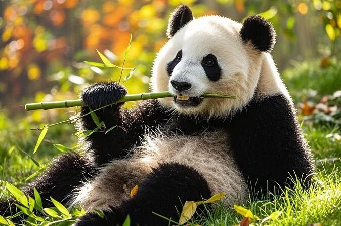 Private Day Trip to Panda Base - FAQ