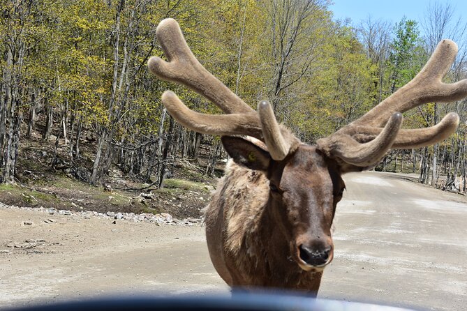 Private Day Trip to Parc Omega and Chateau Montebello From Montreal - Overview of Parc Omega
