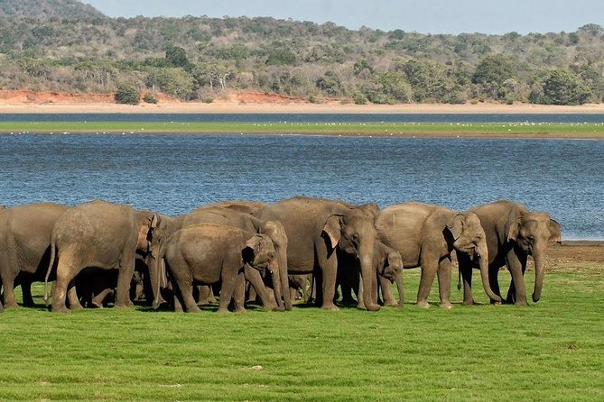 Private Day Trip to Pidurangala Rock & Jeep Safari From Colombo - Customer Reviews