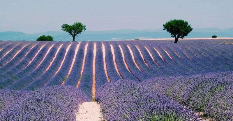Private Day Trip to Provence and Lavender Fields - Good To Know
