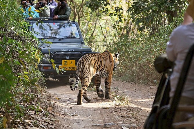 Private Day Trip to Ranthambore National Park From Jaipur - Good To Know