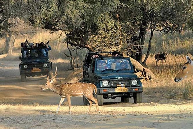 Private Day Trip to Ranthambore National Park From Jaipur - Reviews