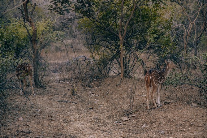 Private Day Trip to Ranthambore National Park From Jaipur - Directions