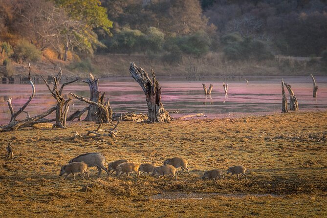 Private Day Trip to Ranthambore National Park From Jaipur - Inclusions