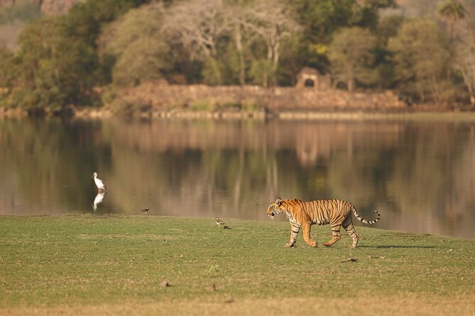 Private Day Trip to Ranthambore Tiger Reserve From Jaipur - Inclusions and Exclusions