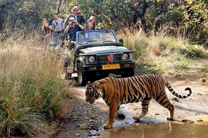 Private Day Trip to Ranthambore Tiger Reserve From Jaipur - Cancellation Policy