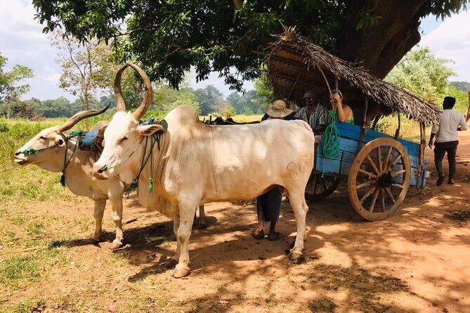Private Day Trip to Sigiriya, Dambulla Cave Temple and Safari - What to Expect from the Experience