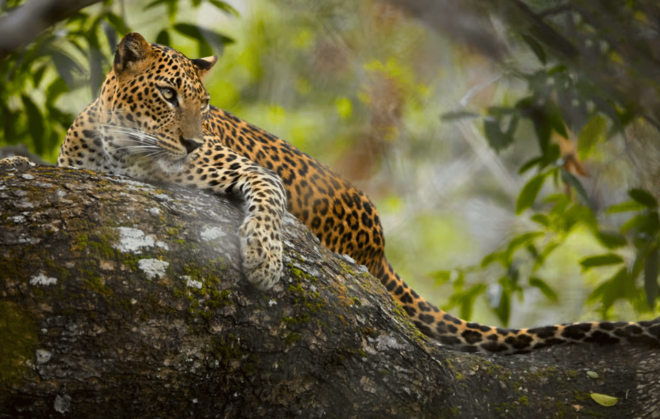 Private Day Trip to Wilpaththu National Park From Colombo - Accessibility Features