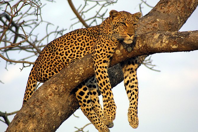 Private Day Trip to Yala National Park From Colombo - Inclusions: Private Transport, Dinner, and More