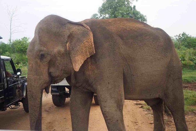 Private Day Trip to Yala National Park From Colombo - Common Questions