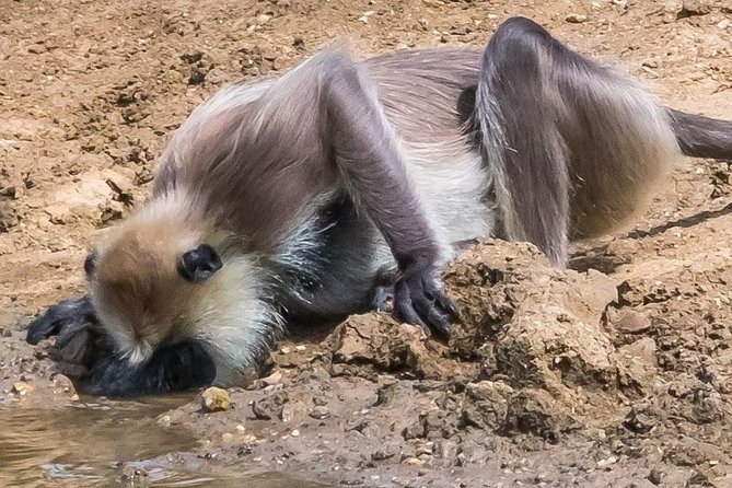 Private Day Trip to Yala National Park From Colombo - The Sum Up